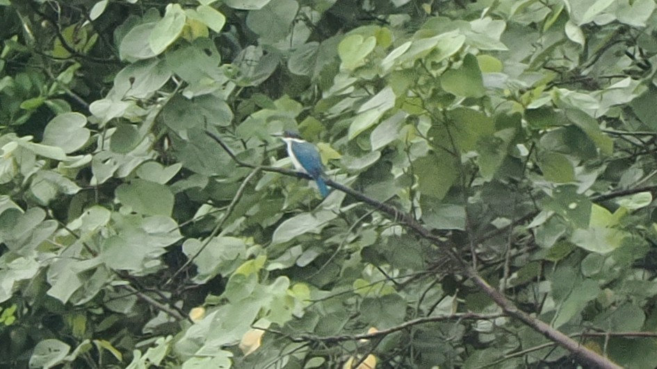 Collared Kingfisher - ML643630826