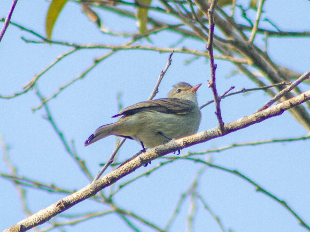 Northern Beardless-Tyrannulet - ML643630828