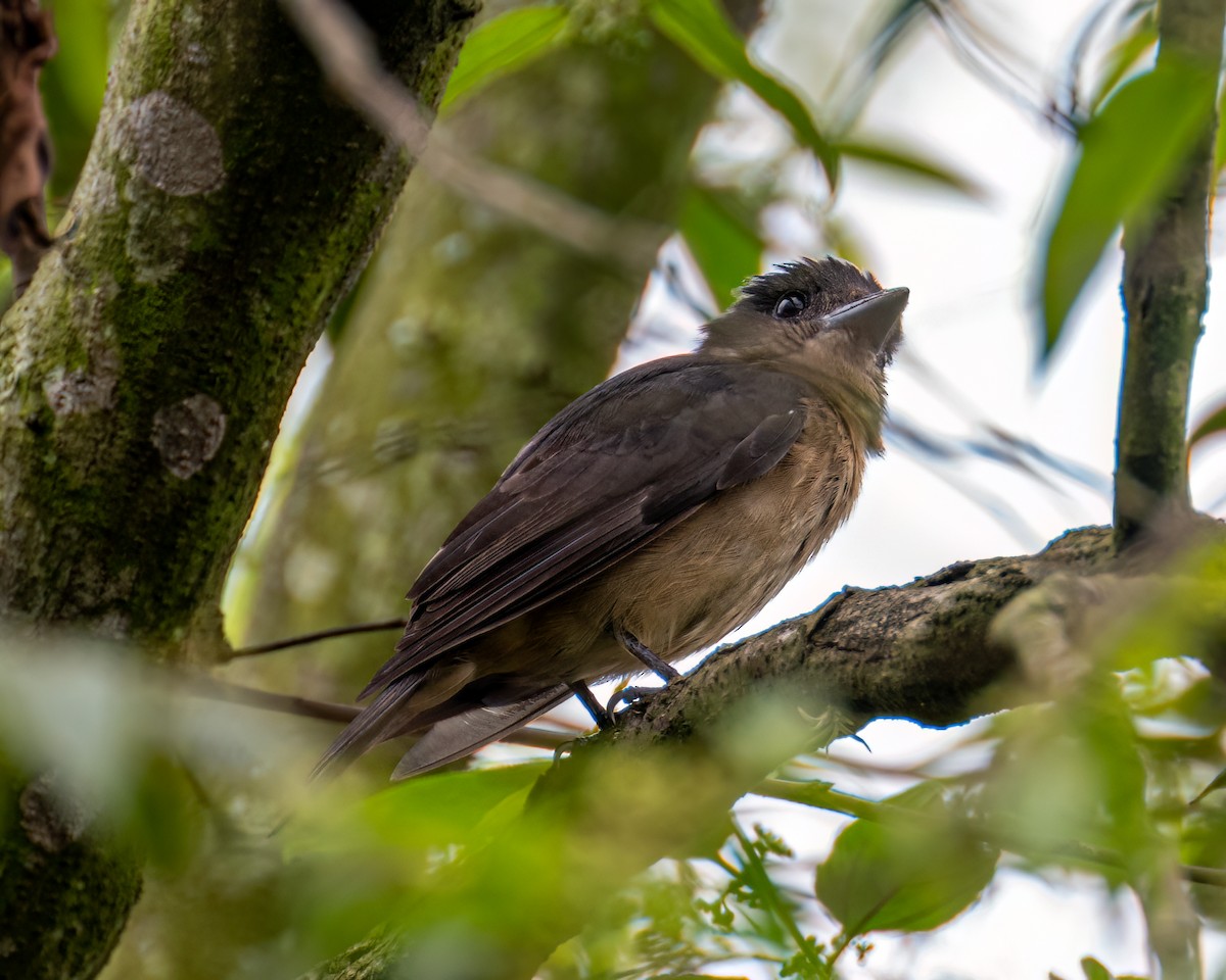 Crested Becard - ML643630851