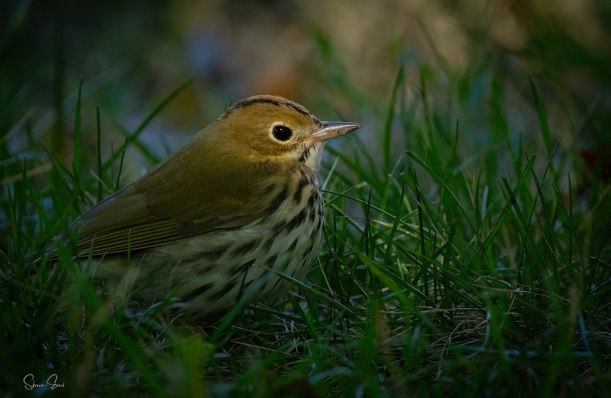 Ovenbird - ML643630873
