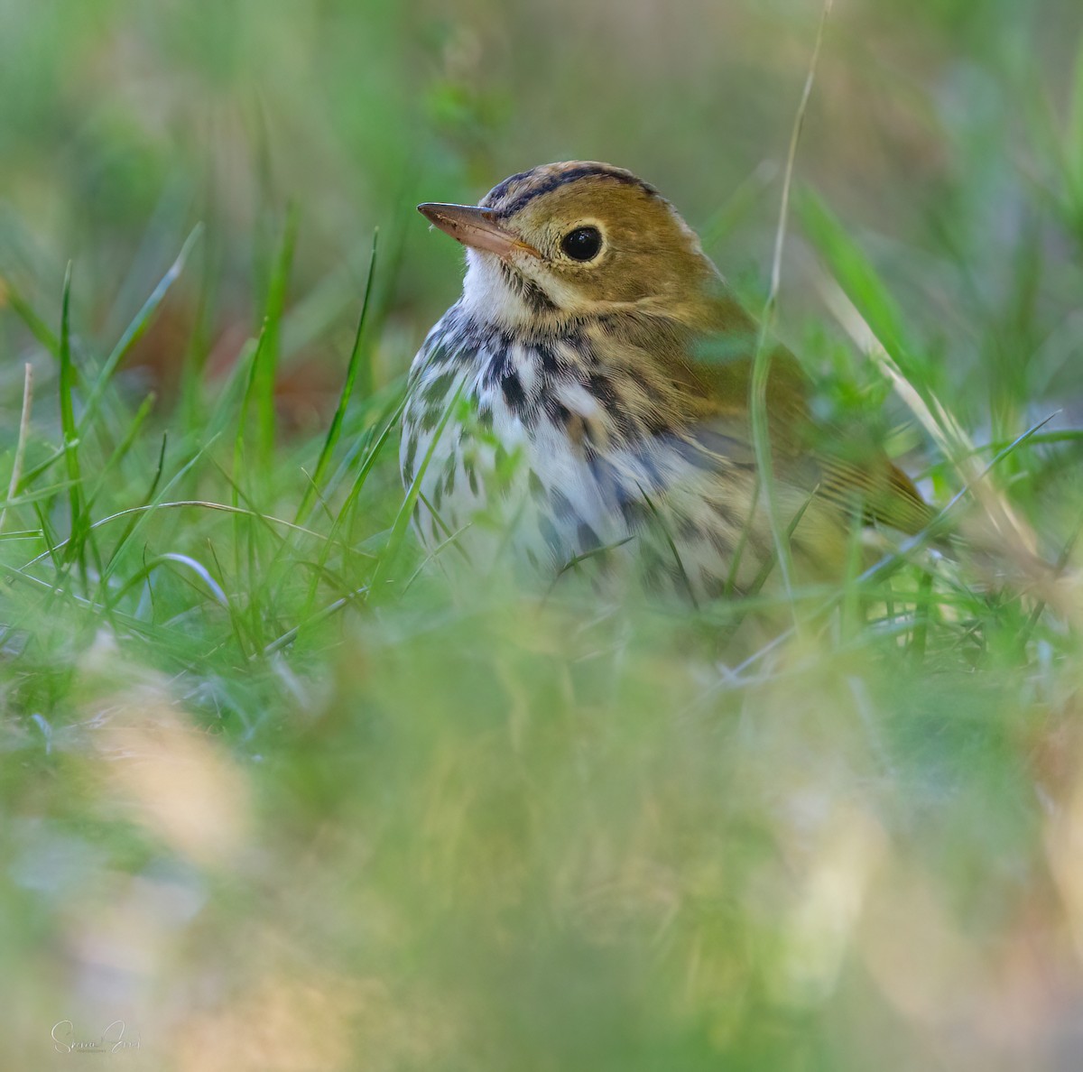Ovenbird - ML643630874
