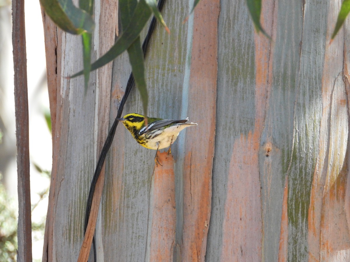 Townsend's Warbler - ML643630893