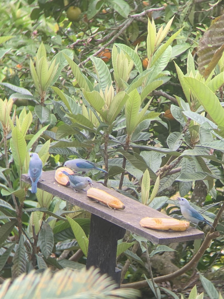 Blue-gray Tanager - ML643630918