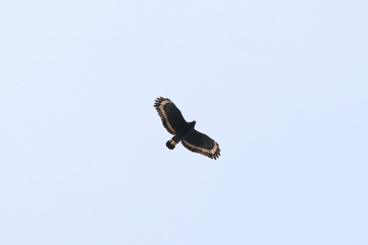 Mountain Serpent-Eagle - ML643630919