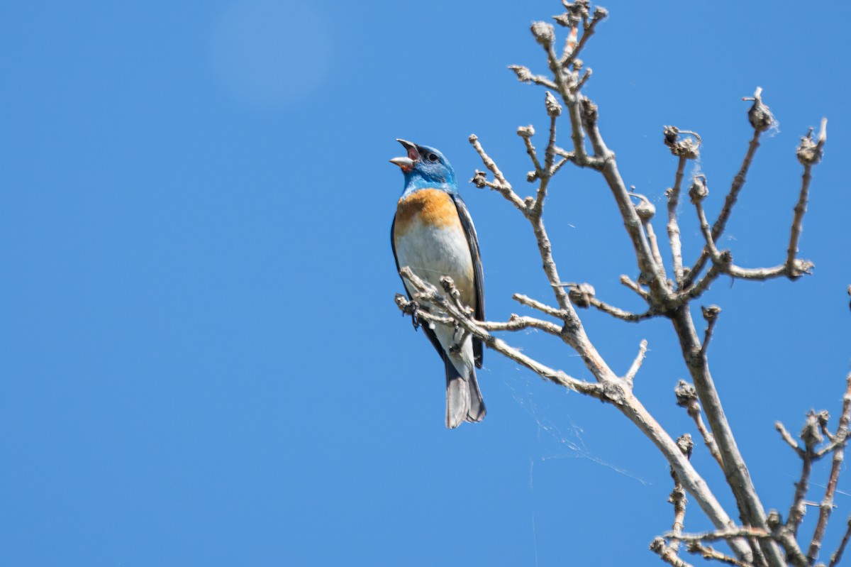 Lazuli Bunting - ML643630931