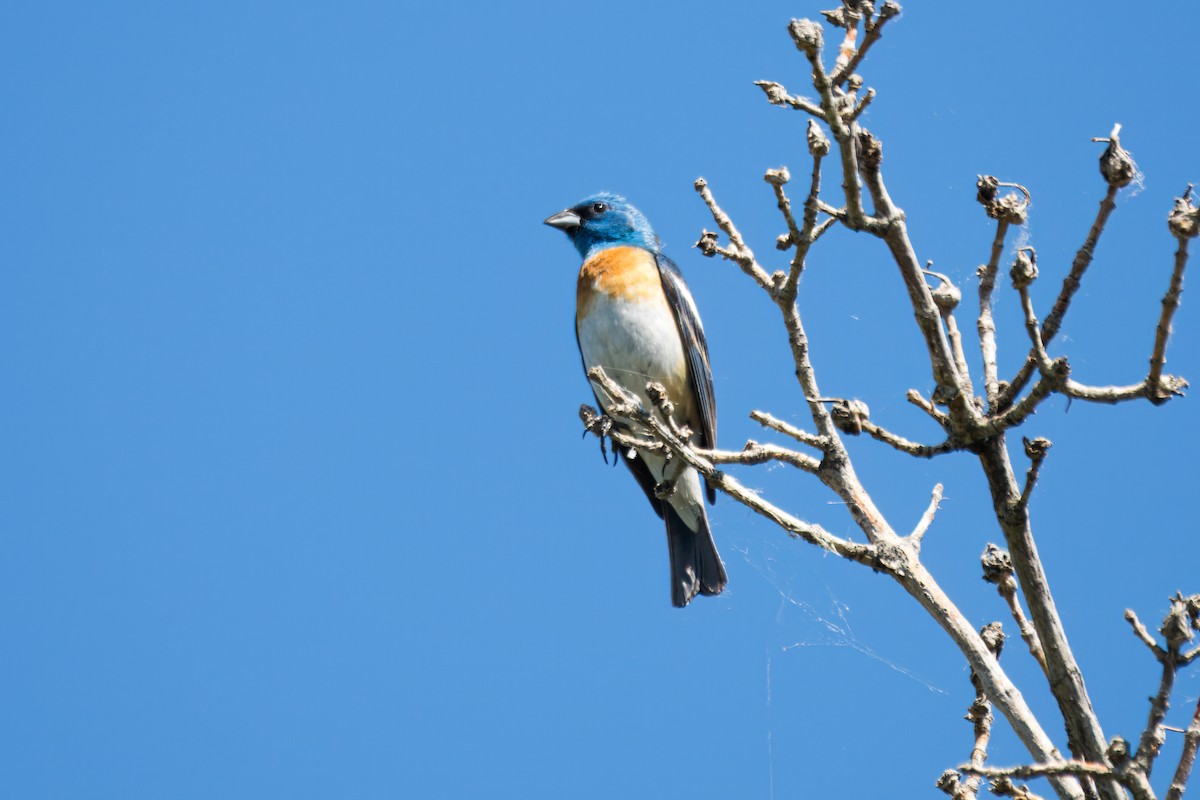 Lazuli Bunting - ML643630932