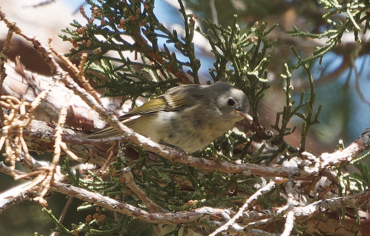 Ruby-crowned Kinglet - ML643630935