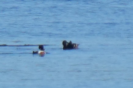 Steller's Eider - ML643630944