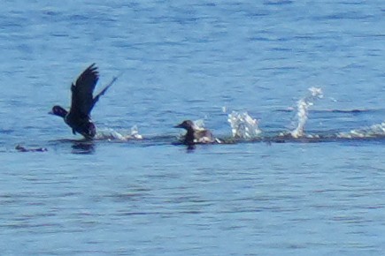 Steller's Eider - ML643630945