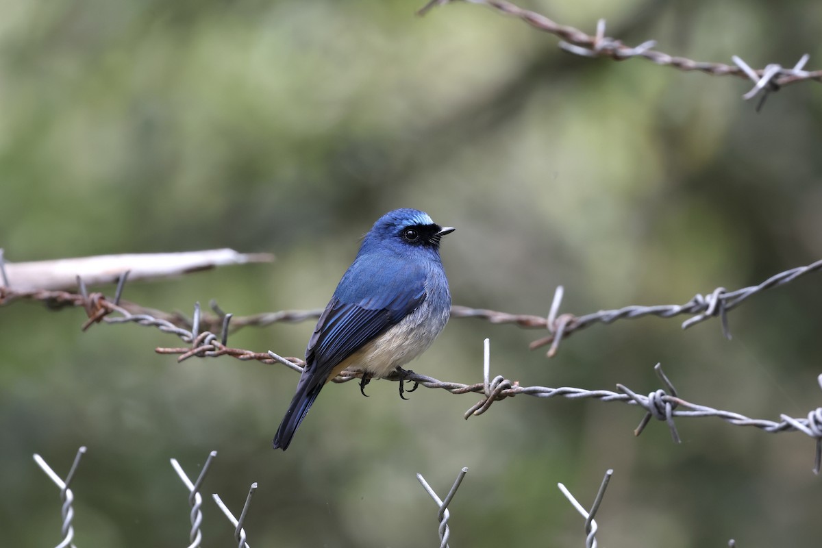Indigo Flycatcher (Rufous-vented) - ML643630959