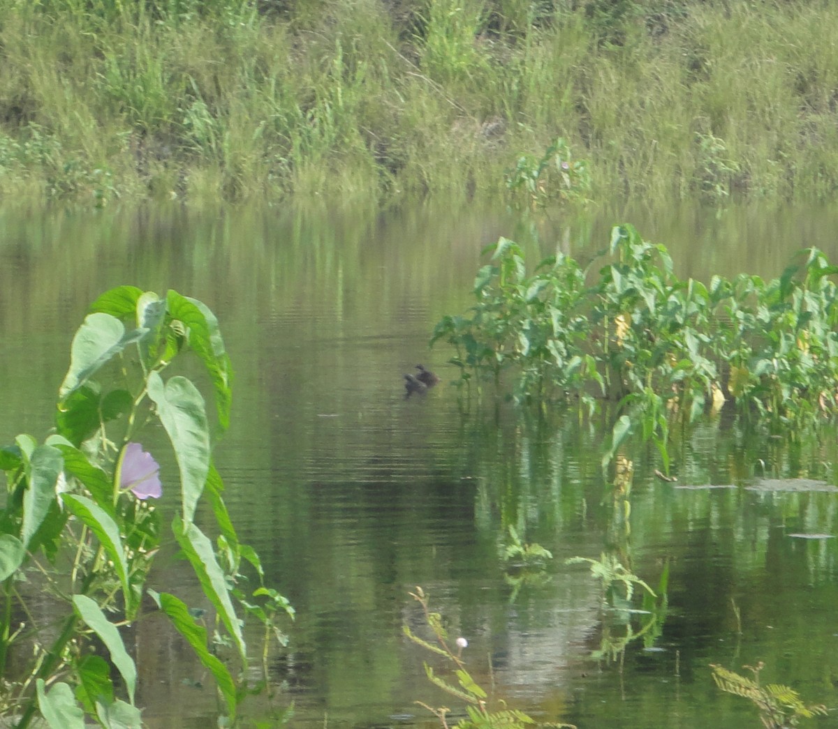 Least Grebe - ML643630966