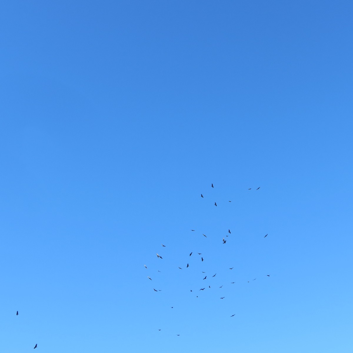 ヒメコンドル - ML643630978