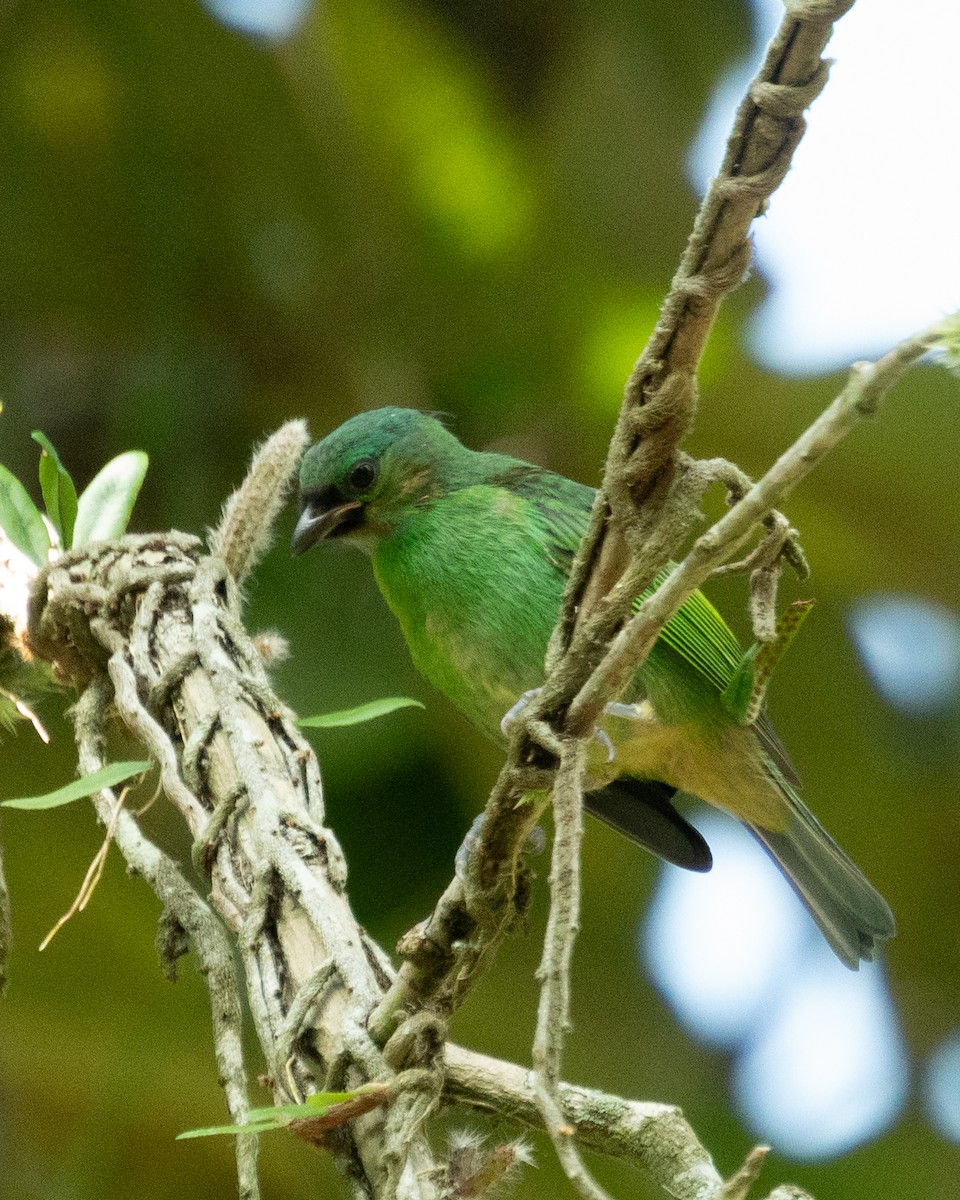 Red-necked Tanager - ML643630988