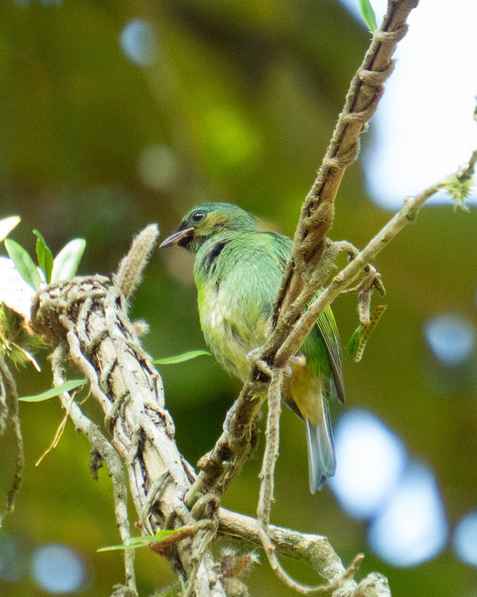 Red-necked Tanager - ML643630989