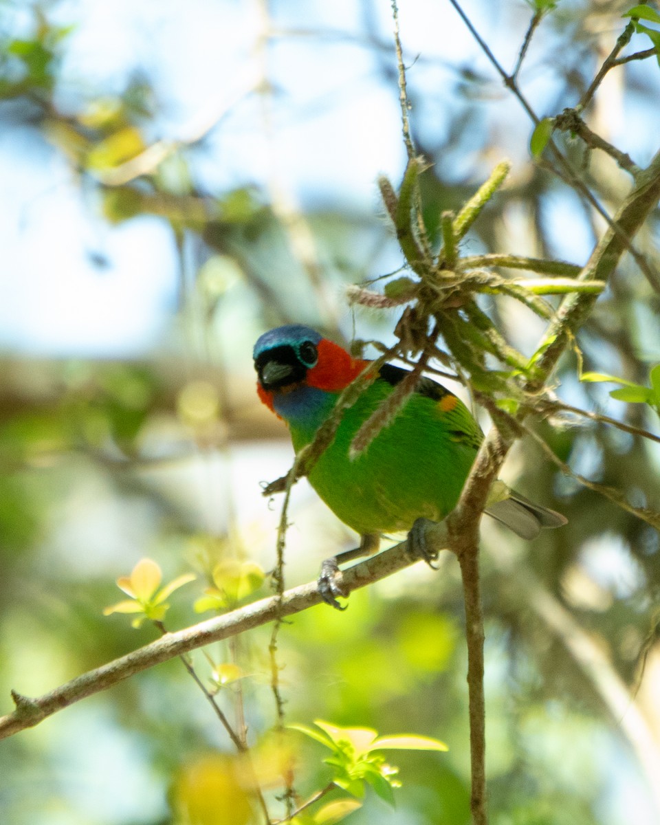 Red-necked Tanager - ML643630990