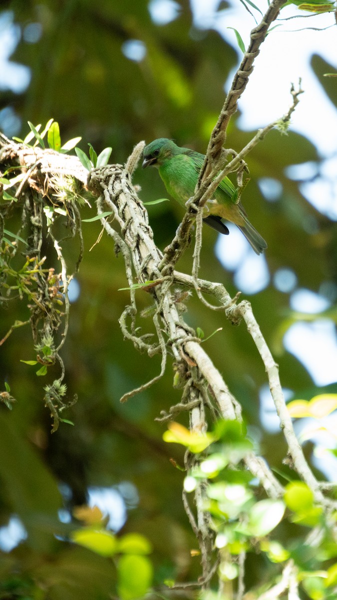 Red-necked Tanager - ML643630991