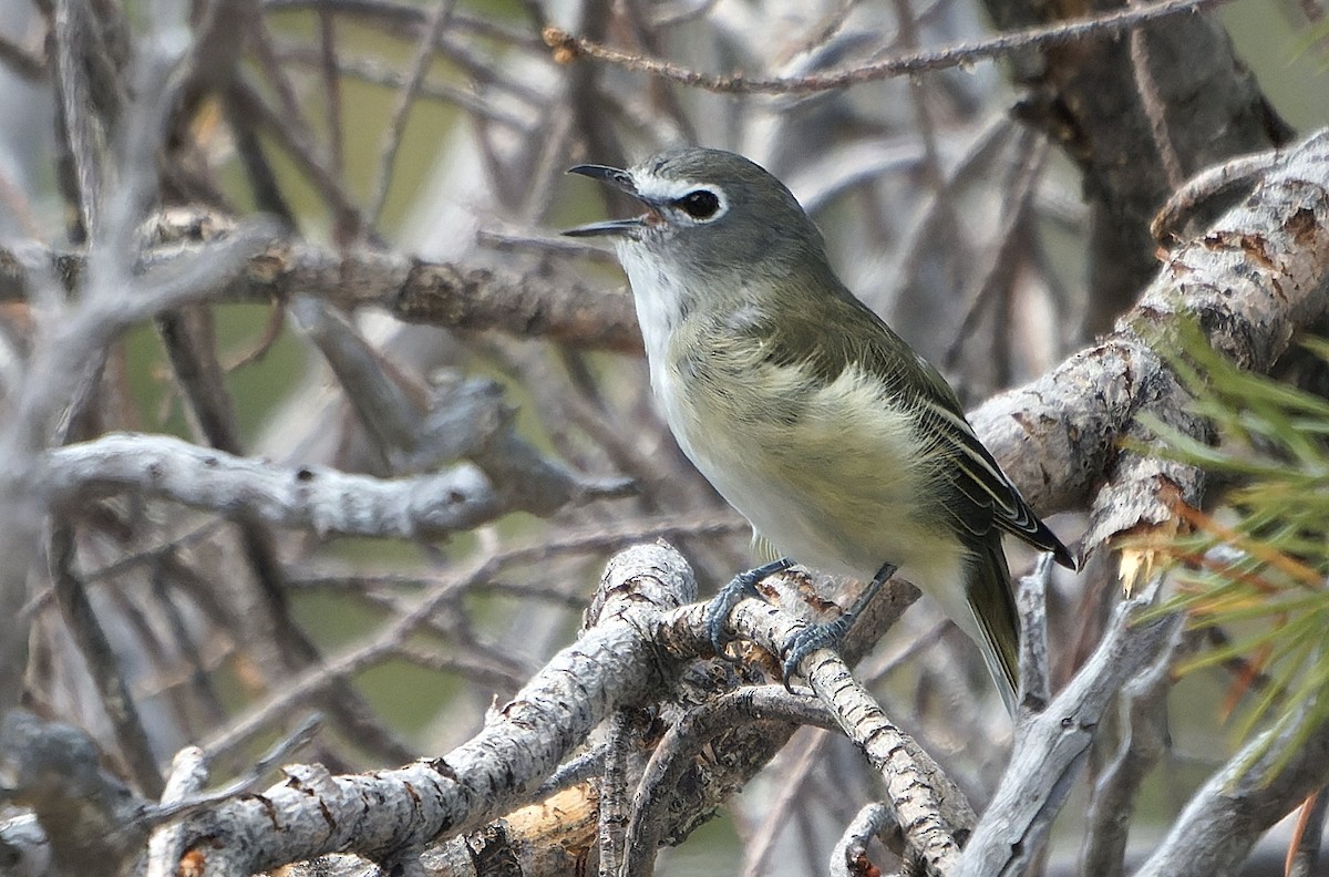 Cassin's Vireo - ML643630994