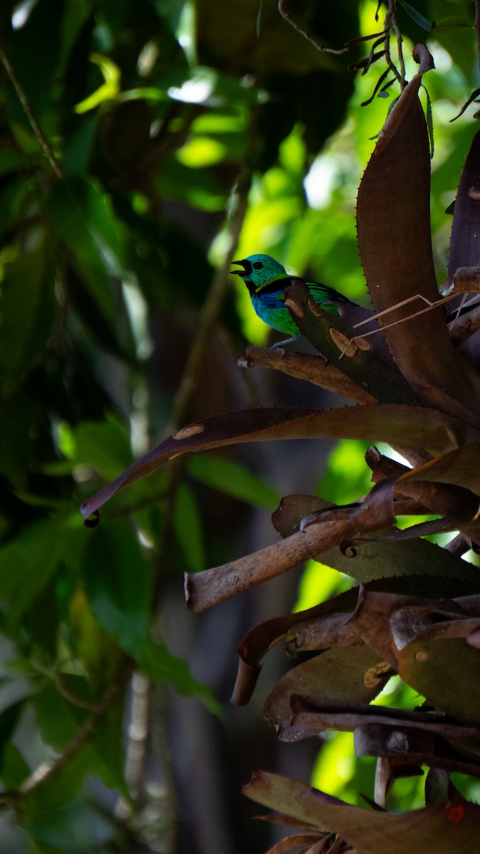 Green-headed Tanager - ML643630998