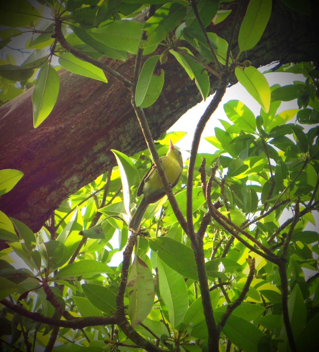 Cuban Vireo - ML643631000