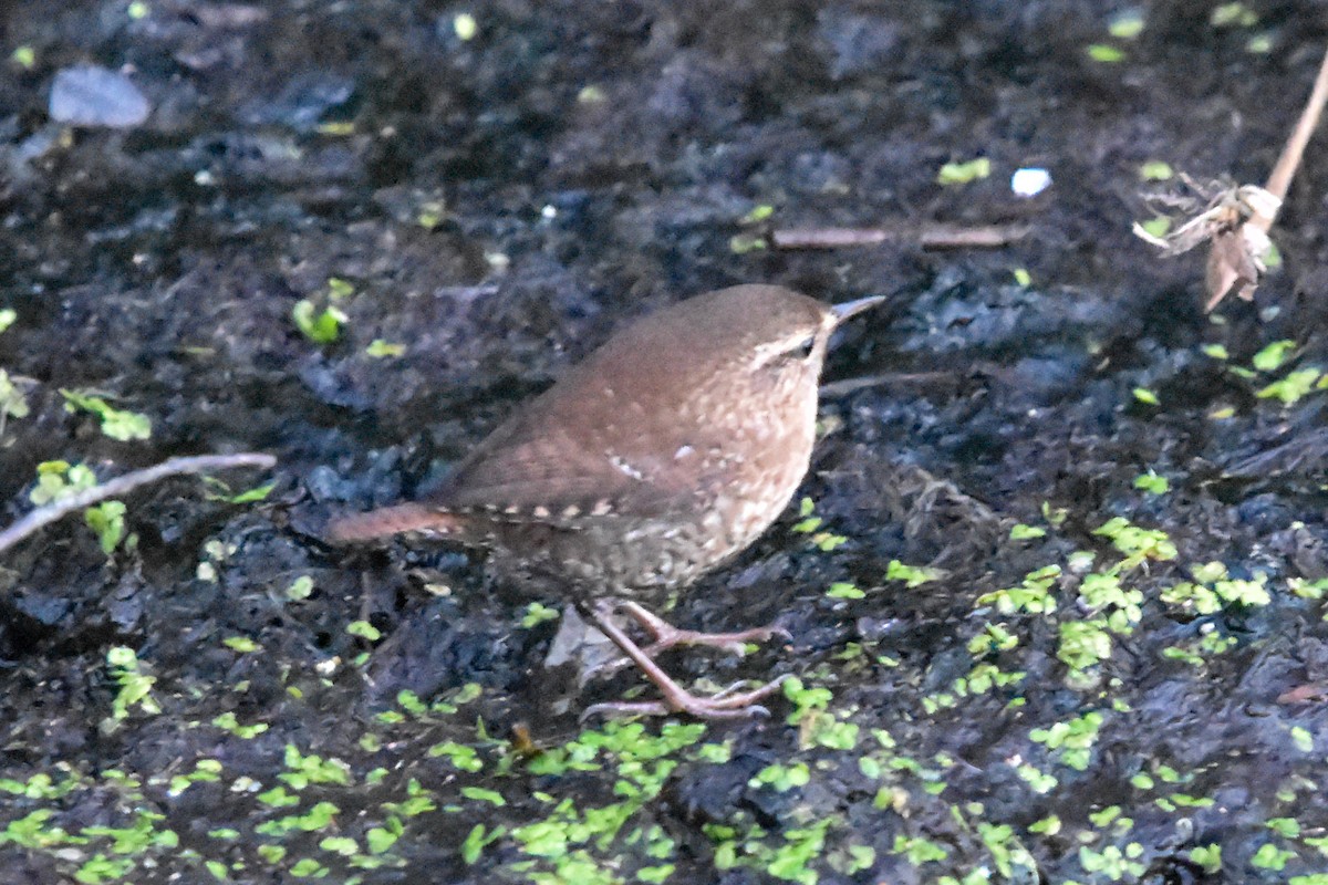 Winter Wren - ML643631009