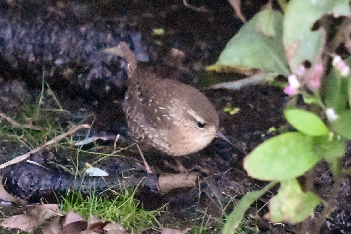 Winter Wren - ML643631010