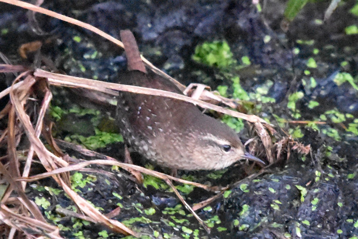 Winter Wren - ML643631011