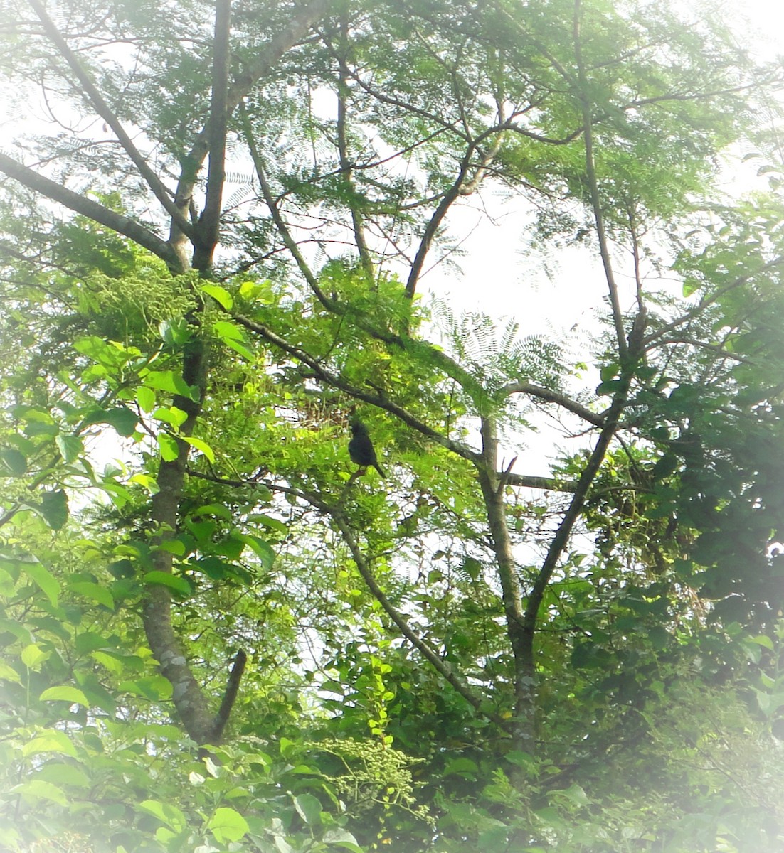 Western Red-legged Thrush - ML643631015