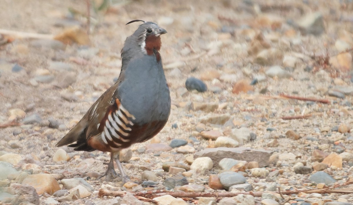Mountain Quail - ML643631018