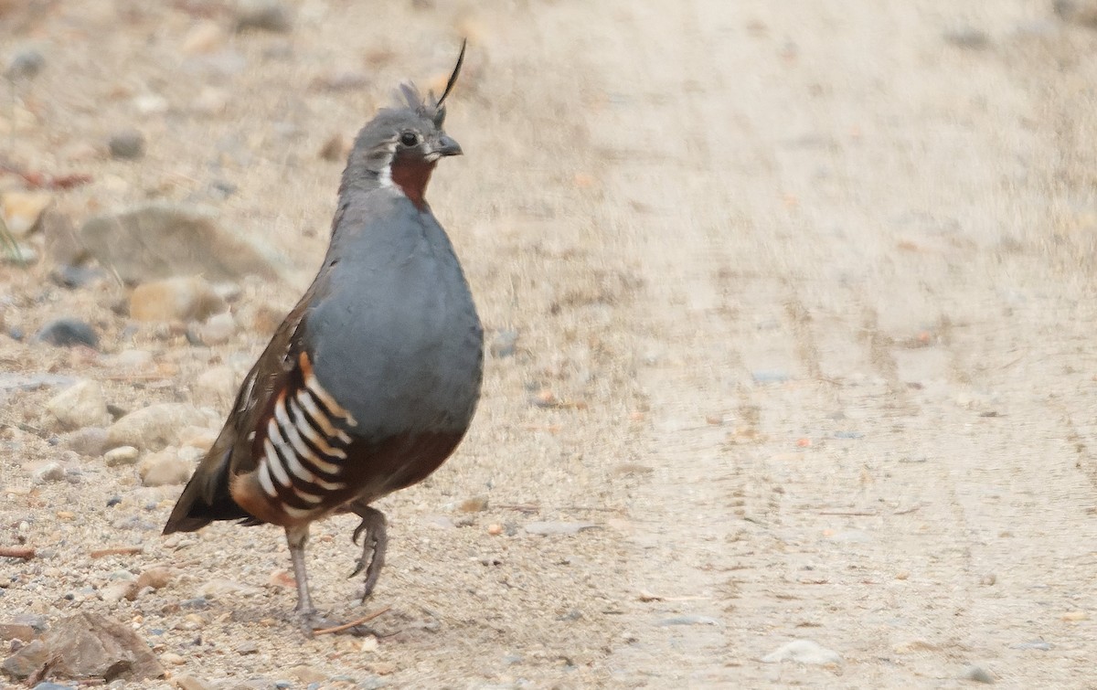Mountain Quail - ML643631019