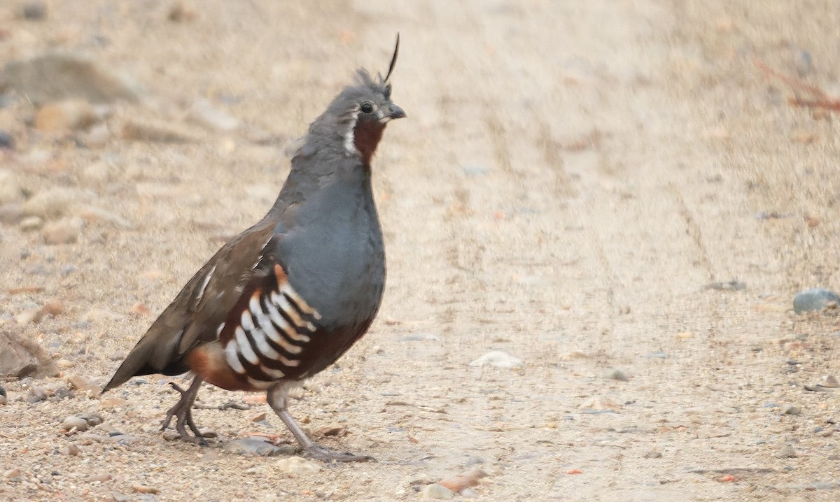 Mountain Quail - ML643631020