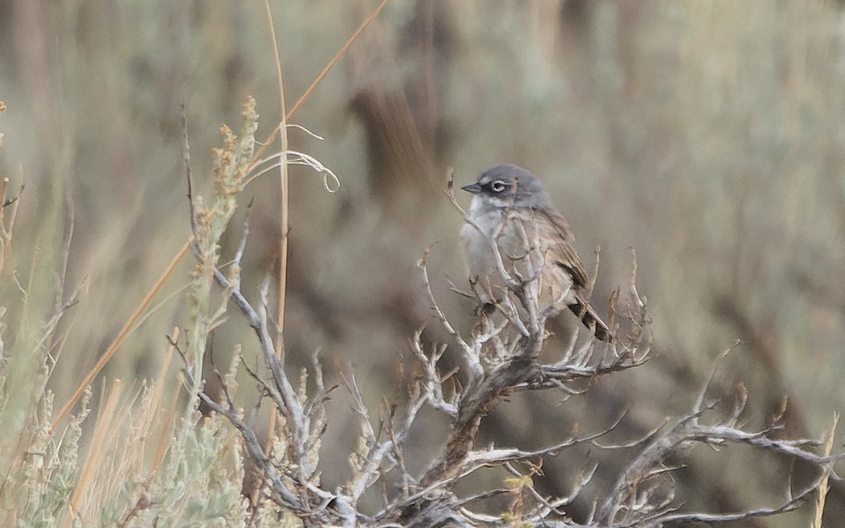 Sagebrush Sparrow - ML643631029