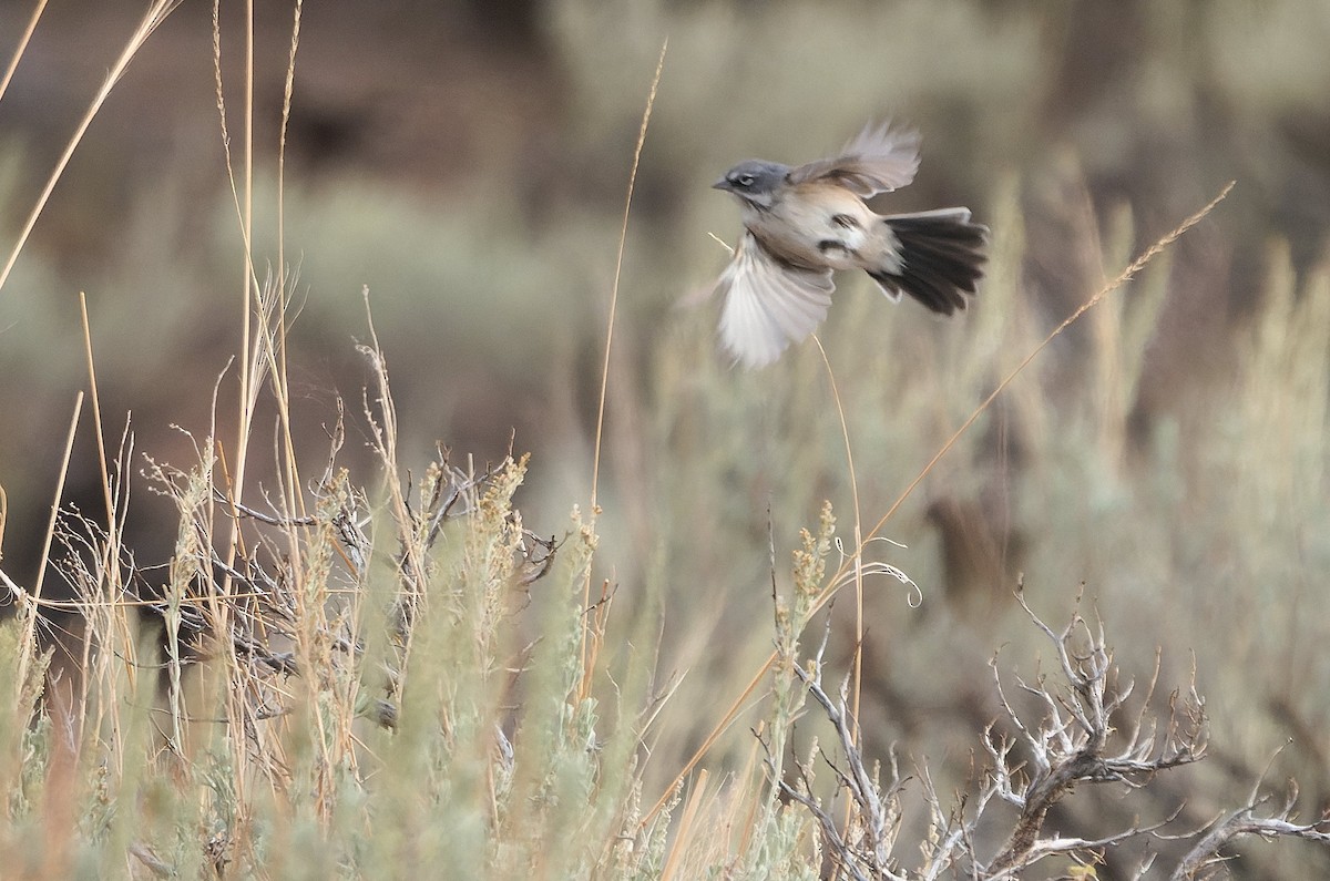 Sagebrush Sparrow - ML643631030