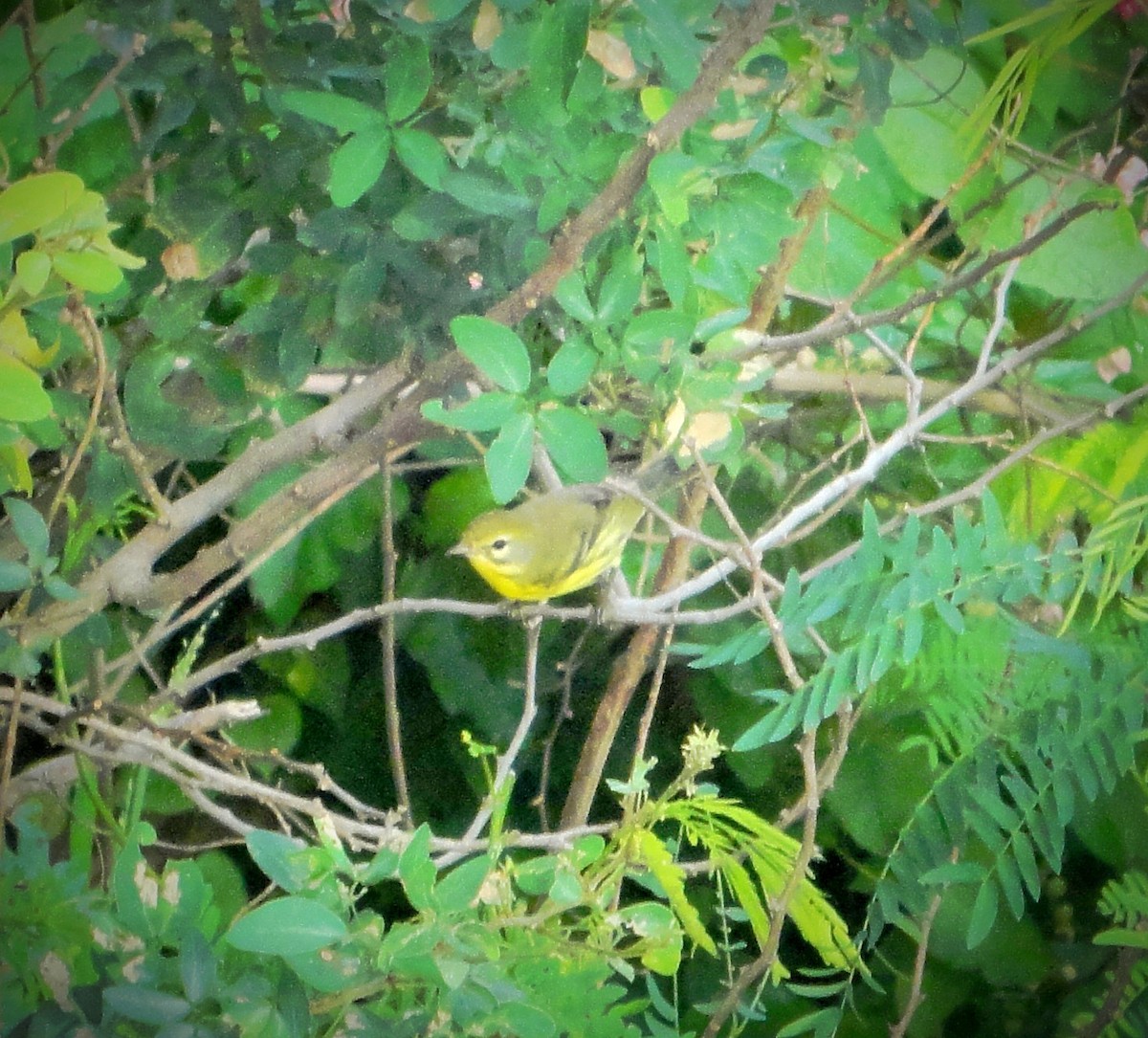 Prairie Warbler - ML643631052