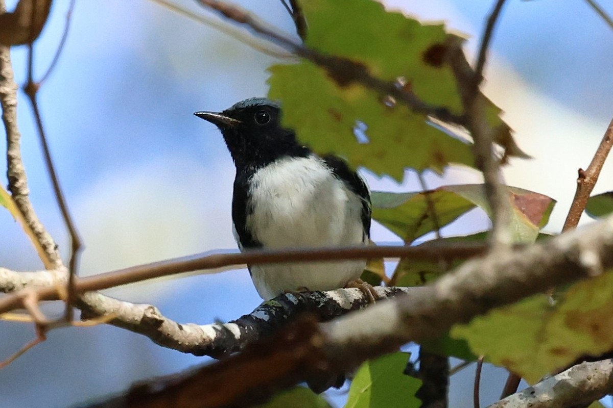 Black-throated Blue Warbler - ML643631062