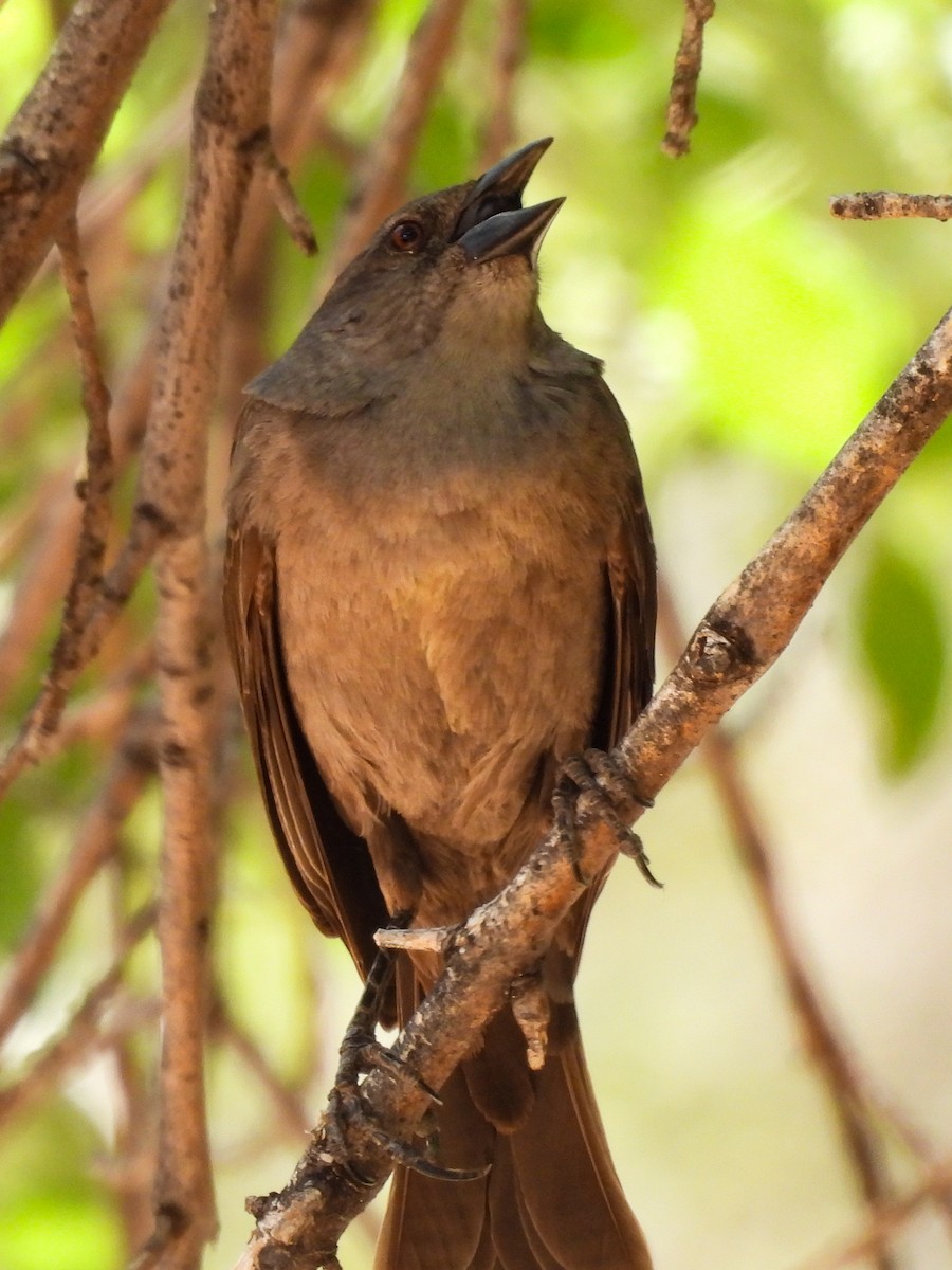 Bronzed Cowbird - ML643631064