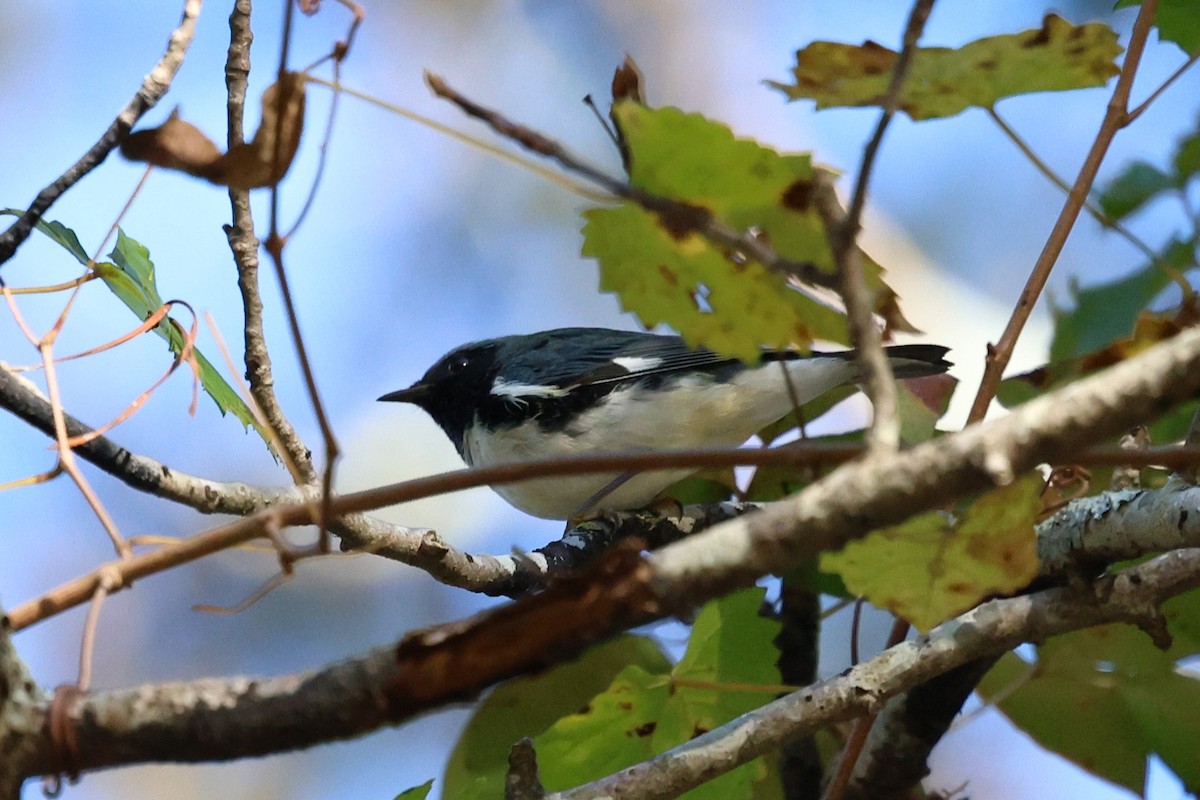 Black-throated Blue Warbler - ML643631065