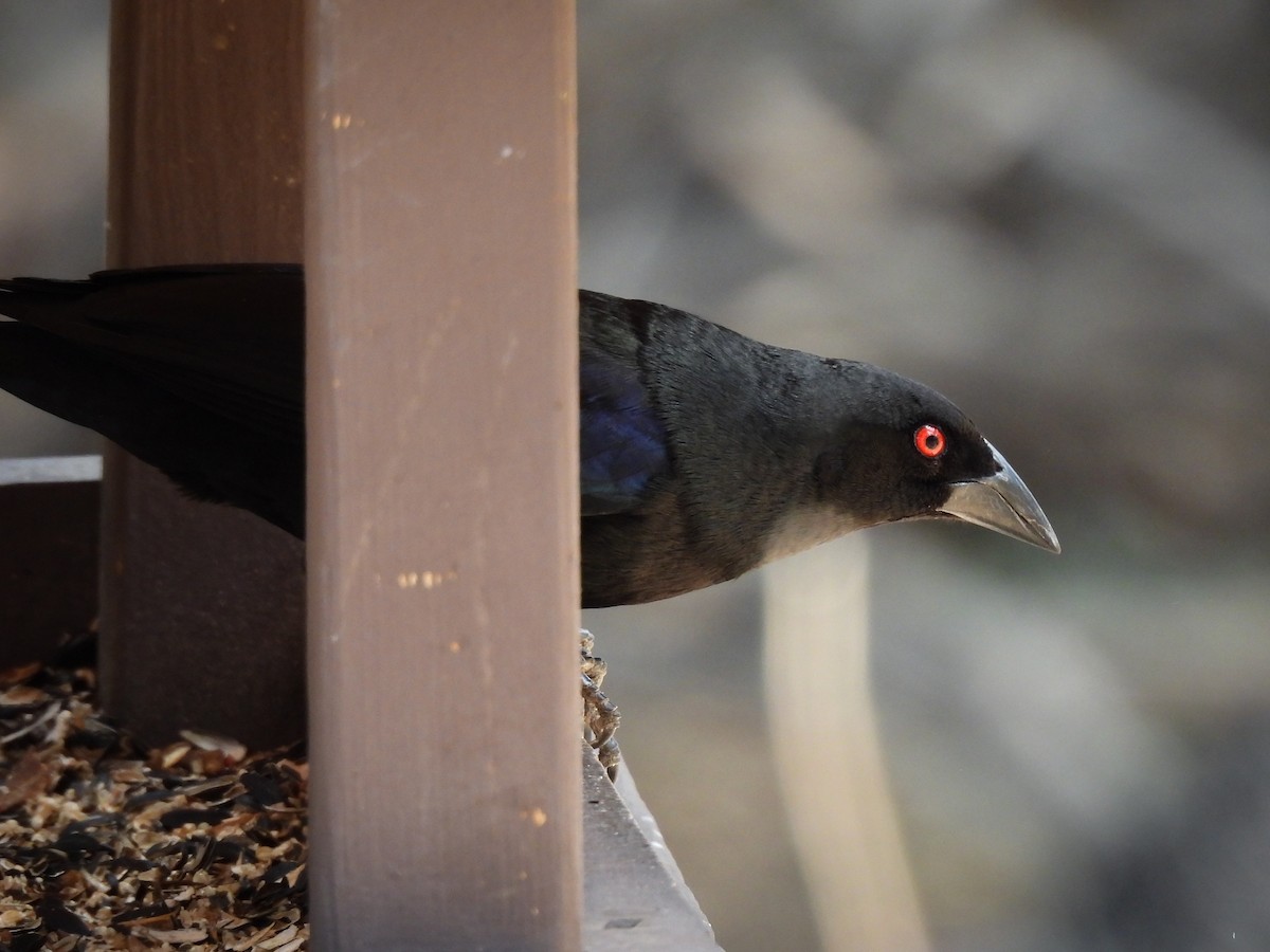 Bronzed Cowbird - ML643631081