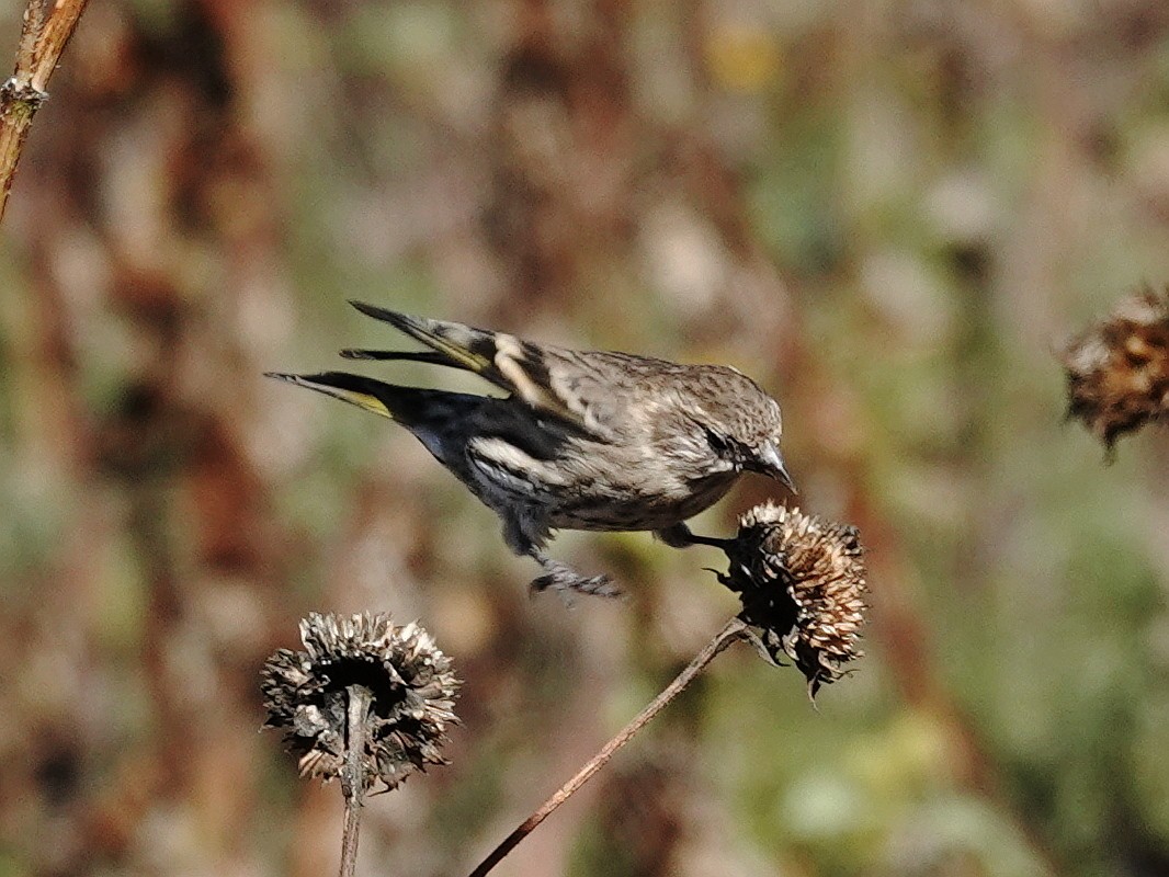 Pine Siskin - ML643631090