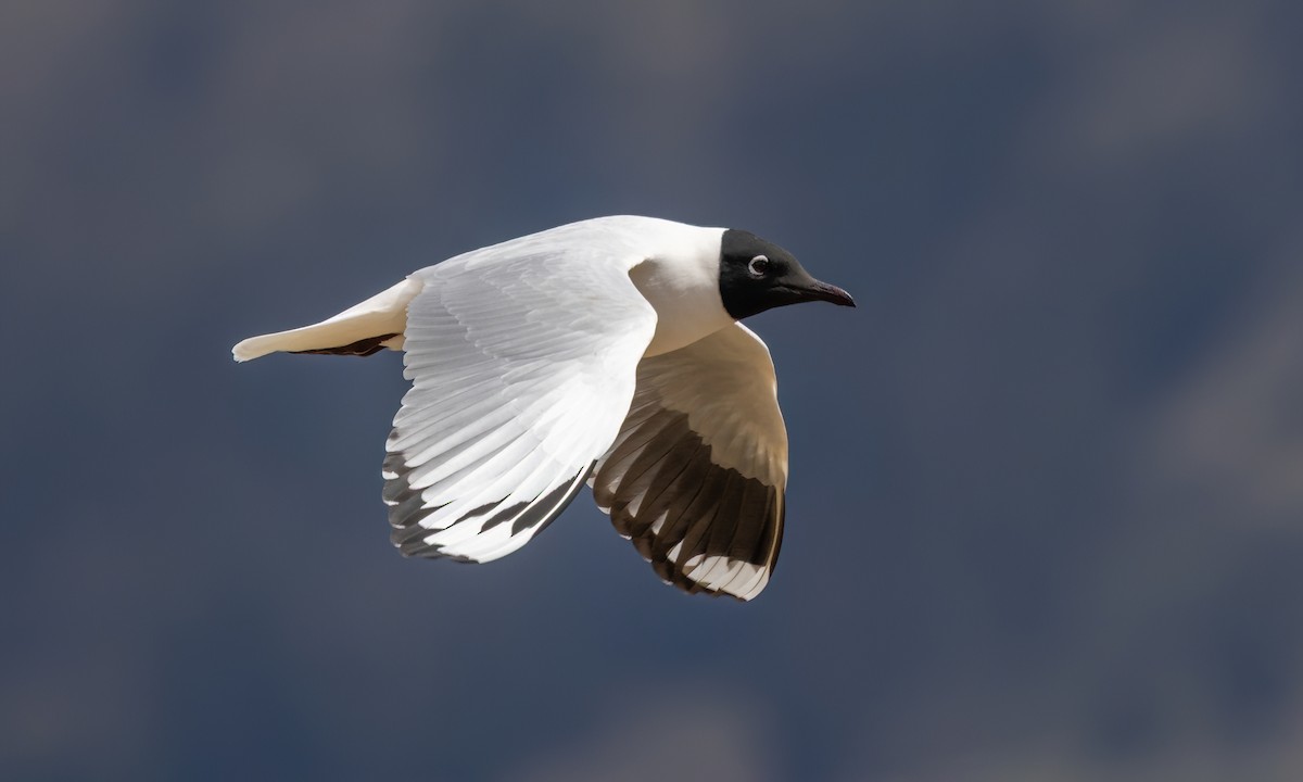 Andean Gull - ML643631099