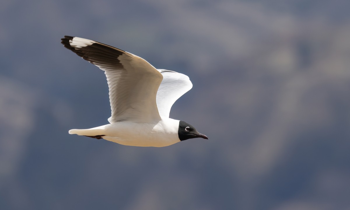 Andean Gull - ML643631100