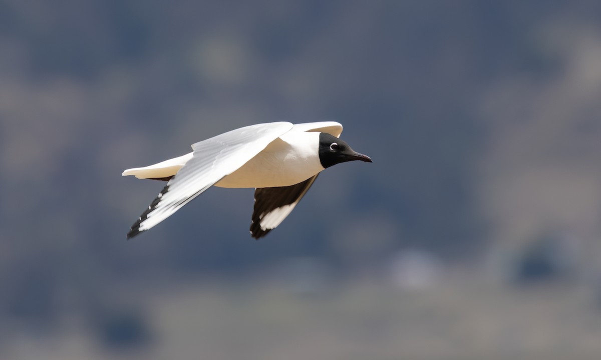 Andean Gull - ML643631101