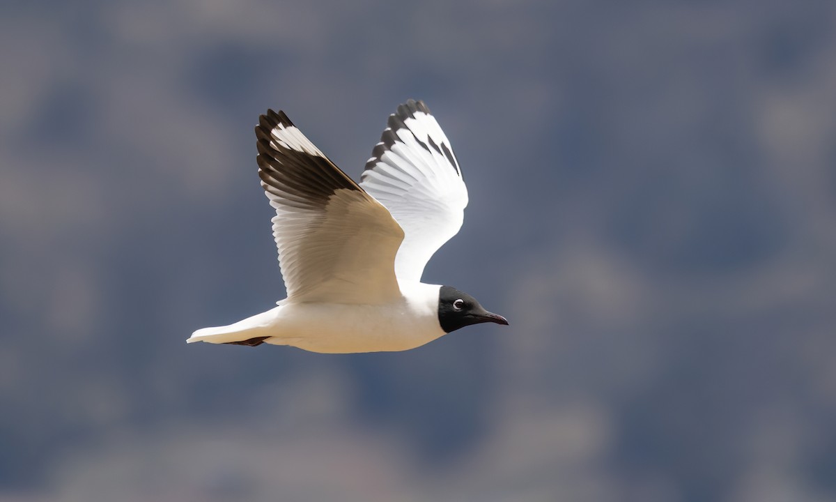 Andean Gull - ML643631102