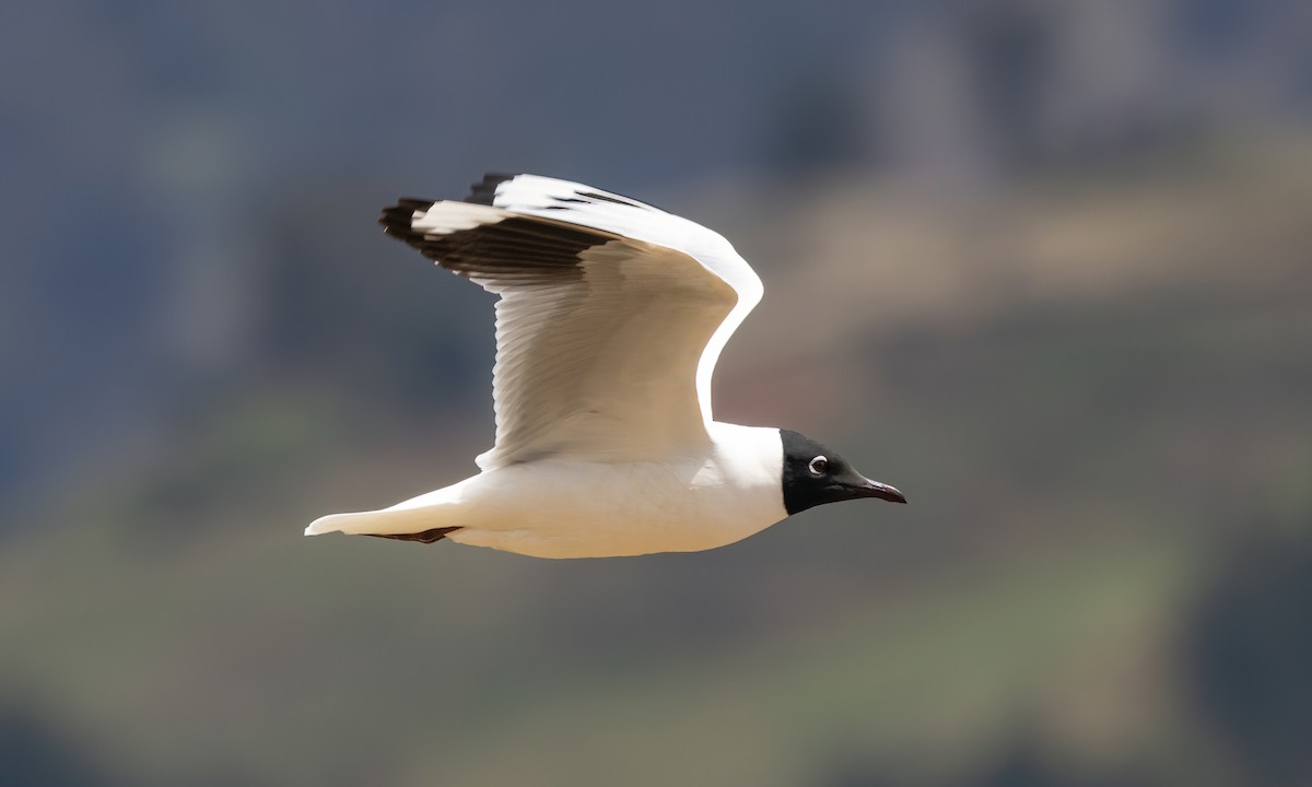 Andean Gull - ML643631103