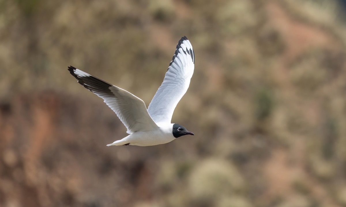Andean Gull - ML643631104