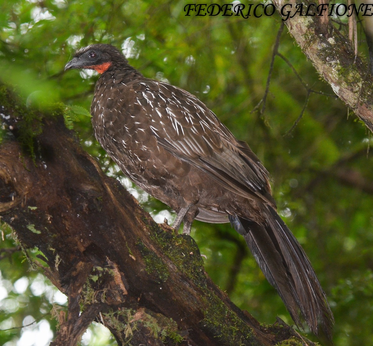 Yungas Guan - ML643631109