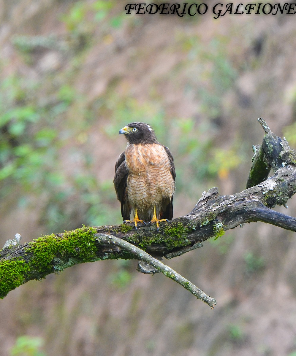 Roadside Hawk - ML643631131