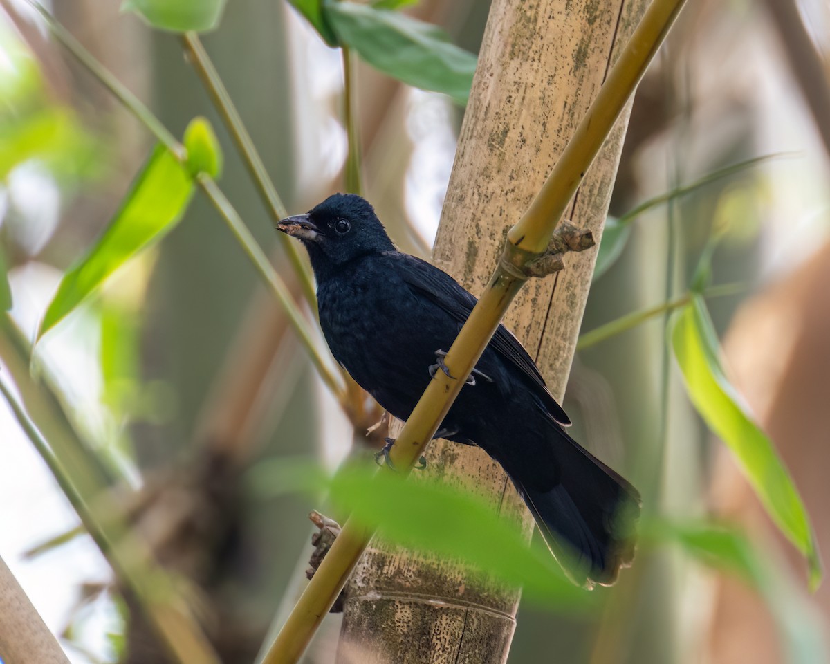 Ruby-crowned Tanager - ML643631134