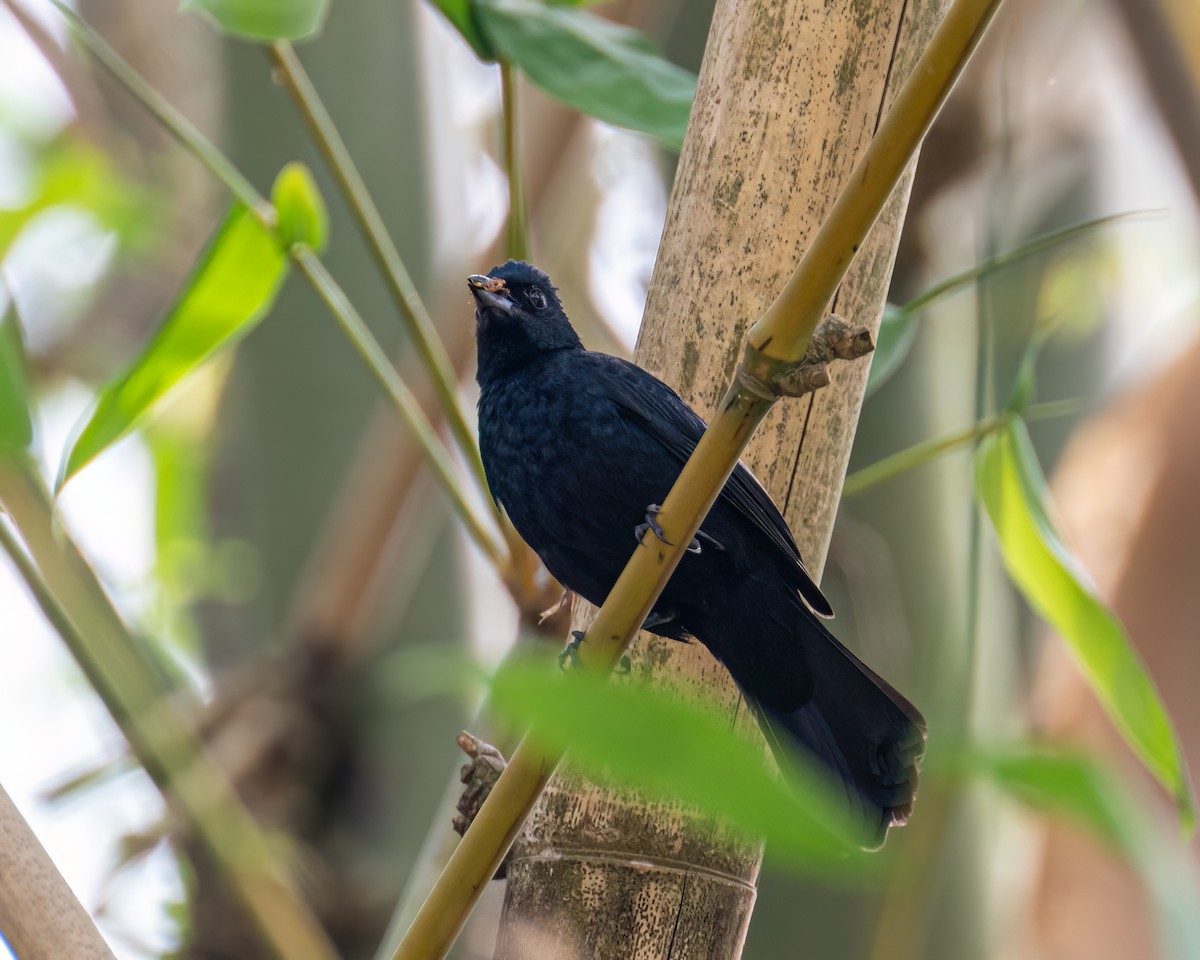 Ruby-crowned Tanager - ML643631135