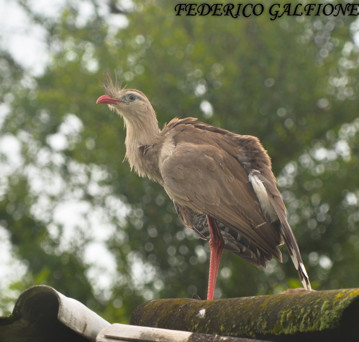 Red-legged Seriema - ML643631142