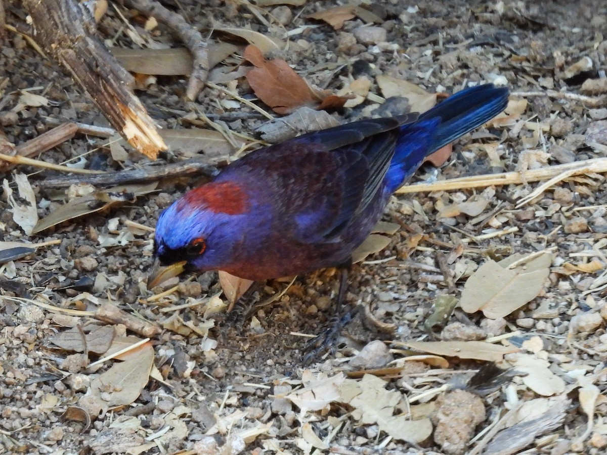 Varied Bunting - ML643631147